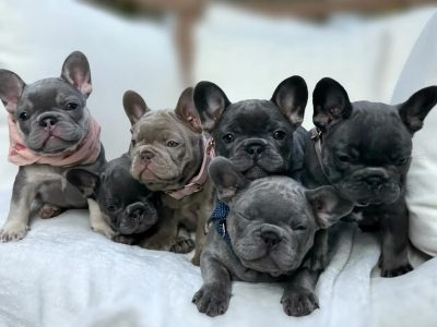 French Bulldog – Brisbane
