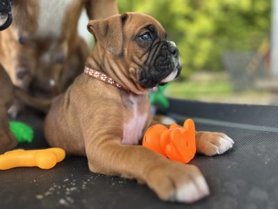 Boxer – Spargo Creek