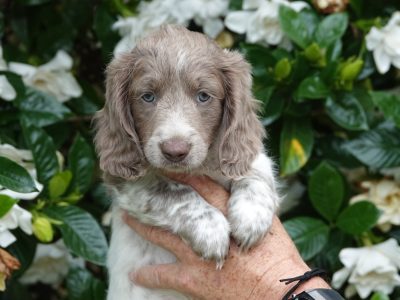 Miniature Dachshund – Grafton