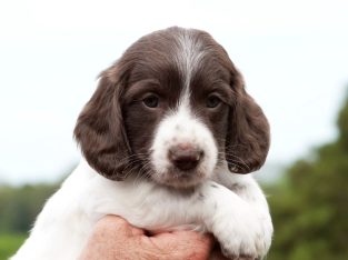 Miniature Dachshund – Grafton