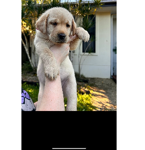 Labrador Retriever – Mango Hill