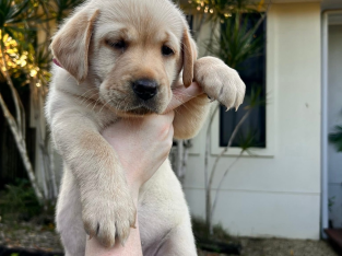 Labrador Retriever – Mango Hill