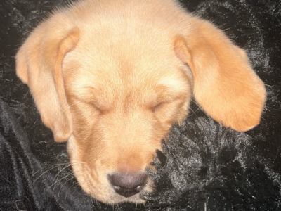 Labrador Retriever – Mango Hill