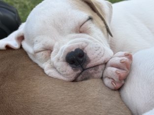 American Bulldog – Demi Rosser