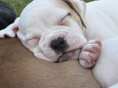 American Bulldog – Demi Rosser