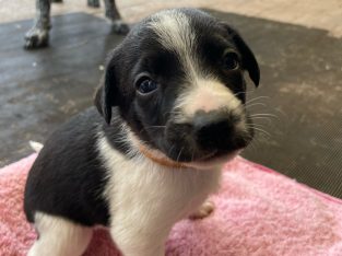 German Shorthaired Pointer – Moora