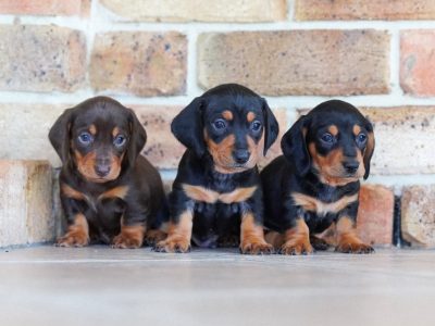 Dachshund – Goondiwindi