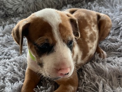 Catahoula Leopard Dog – Lowood