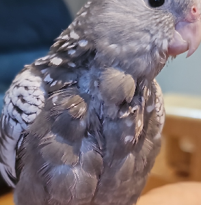 Cockatiel – Georges Hall