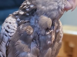 Cockatiel – Georges Hall