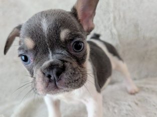 French Bulldog – Woodcroft