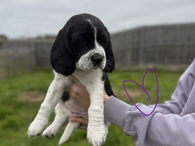 Beagle – Devonport