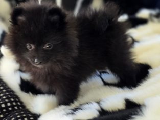 Pomeranian – Adelaide