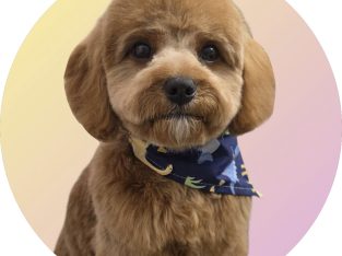 Cavoodle – Silverwater