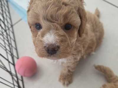 Cavoodle – Sanctuary Point