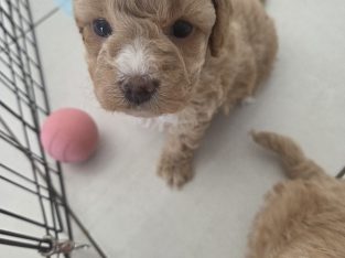 Cavoodle – Sanctuary Point