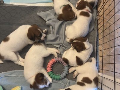 Jack Russell – Coes Creek