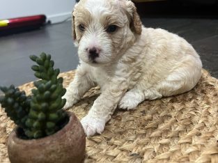 Bichoodle – Clinton