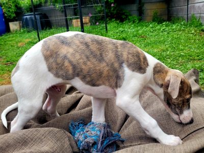Whippet – Adelaide Hills