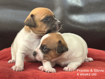 Fox Terrier – Collingwood