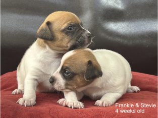 Fox Terrier – Collingwood