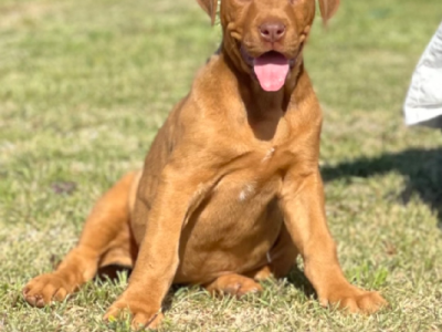 Dobermann – Strathtulloh