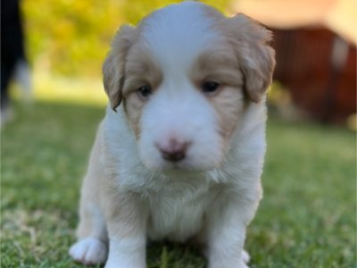 Border Collie – Aubin Grove