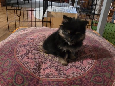 Pomeranian – Perup