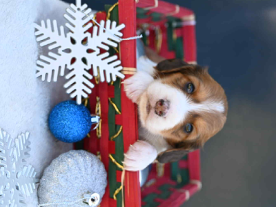 Dachshund – Mallanganee