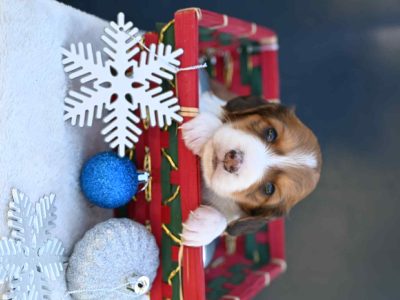 Dachshund – Mallanganee