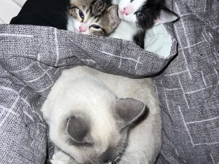 Other Cats – Taylors Lakes