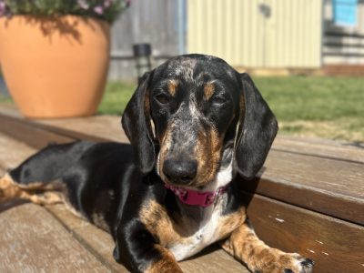 Dachshund – Goulburn