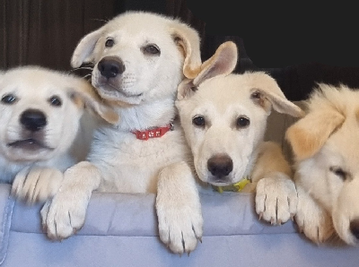 German Shepherd – Adelaide