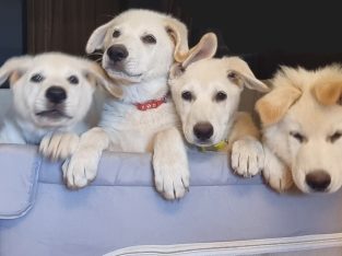 German Shepherd – Adelaide