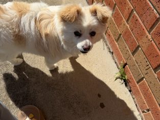 Pomeranian – Clayton