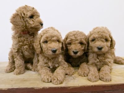 Poodle Mini – Ermington