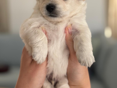 Pomeranian – Bundaberg Central