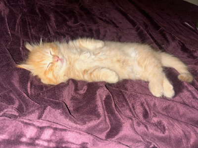 Munchkin – Tregear