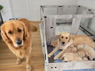 Golden Retriever – Mount Barker