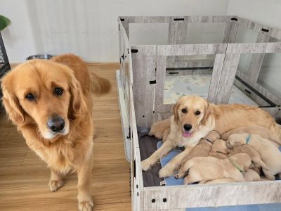 Golden Retriever – Mount Barker