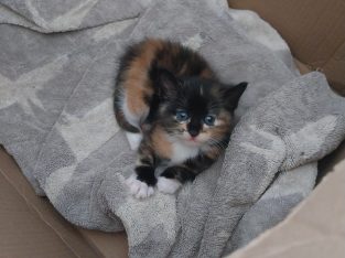 Other Cats – Woodbridge