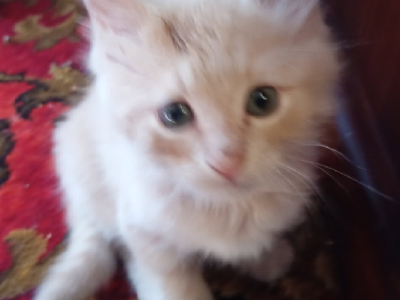 Domestic Long Hair (DLH) – Balcatta