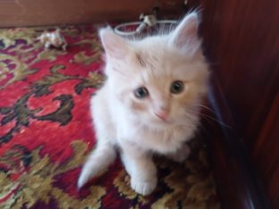 Domestic Long Hair (DLH) – Balcatta