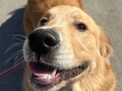 Golden Retriever – Esther