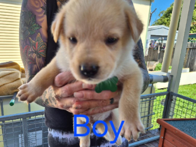 Other Dogs – Warrawong