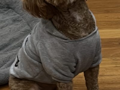 Cavoodle – Burwood Heights