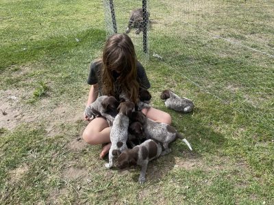 German Shorthaired Pointer – Thirlmere