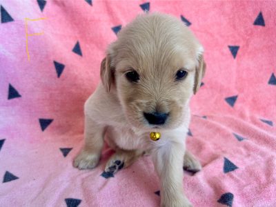 Golden Retriever – Swan Bay