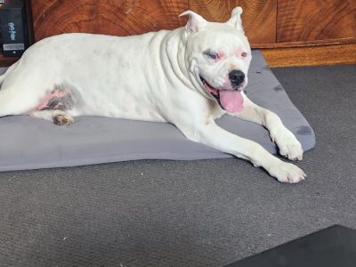 Bullmastiff – Wollongong