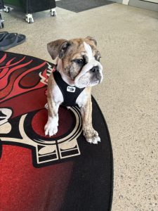 British Bulldog – Beerwah